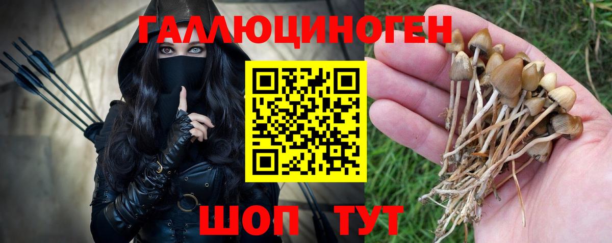 Камень-на-Оби  Псилоцибиновые грибы Cubensis  Вход с VPN 
